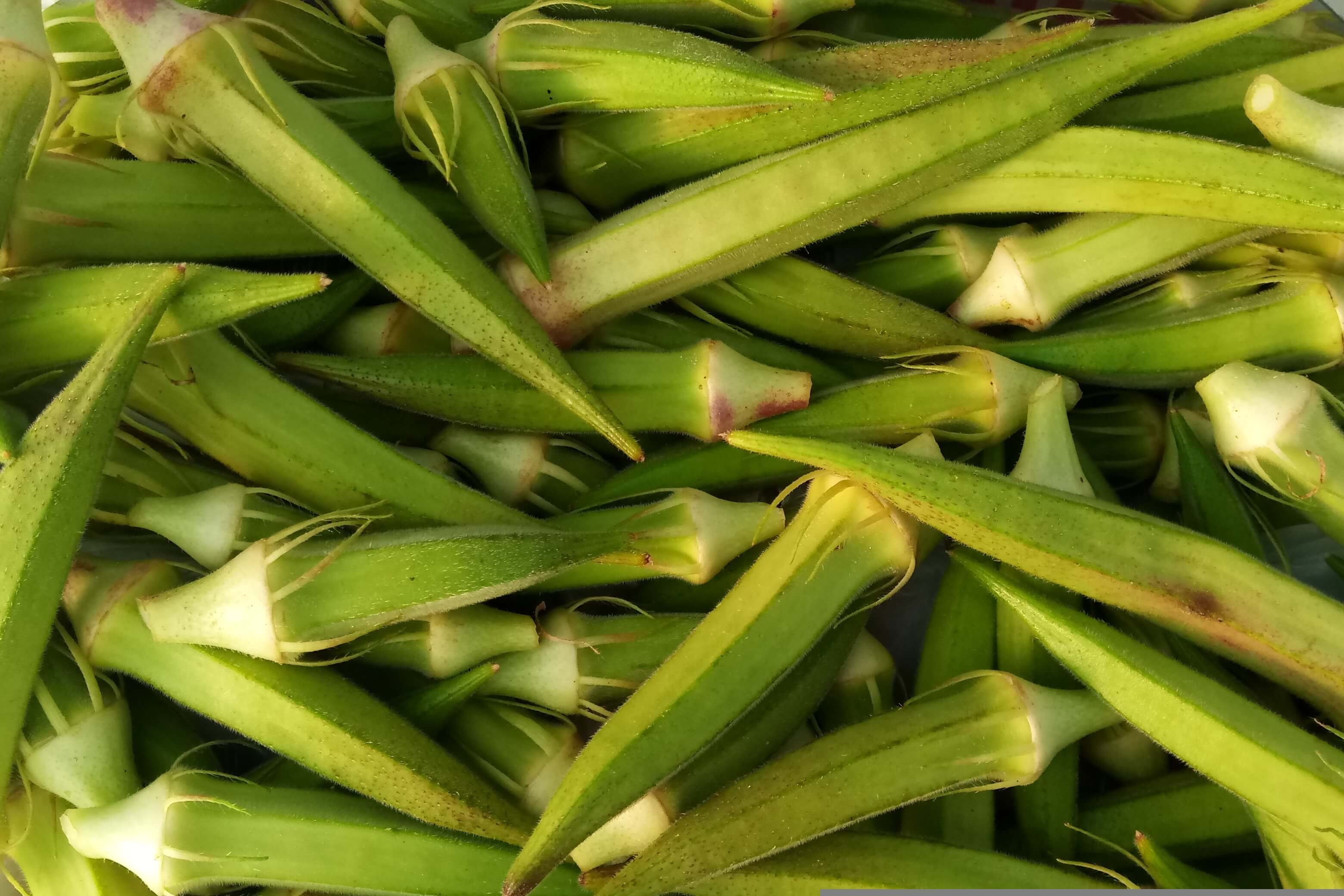 Fresh Okra